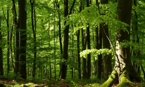 Forst Kasten von Kahlschlag bedroht