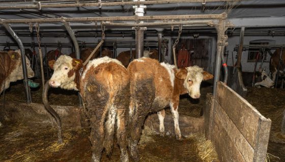 SoKo-Tierschutz mit neuer Investigativ-recherche zur Rinderhaltung