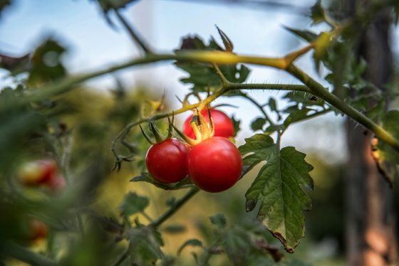 Die Tomatenpflanze
