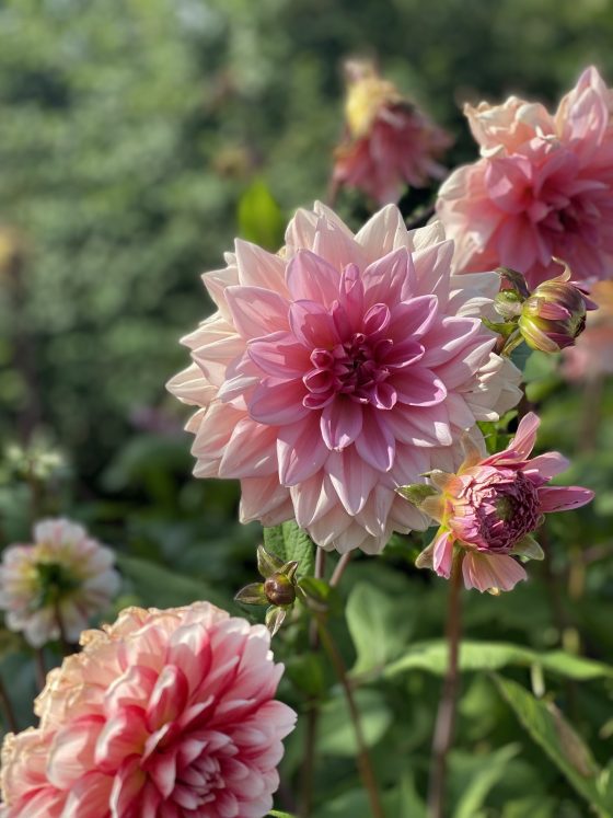 Positive Psychologie, Trauma und Depression sowie Humor und Lachen im Zusammenhang mit Resilienz