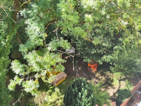 Wegweisender Gerichtsbeschluss – Bäume müssen nicht für Townhäuser weichen