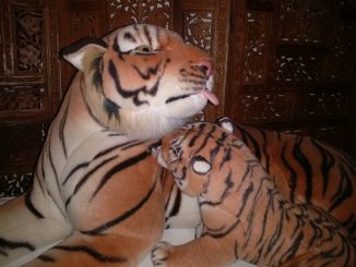 Stofftier, Foto privat